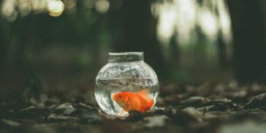 fish