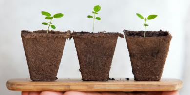 growth