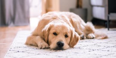 puppy