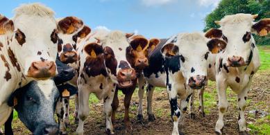 cows