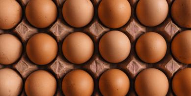eggs