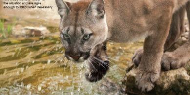 Big Cat - Market Leader 2011